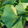 Ginkgo Biloba