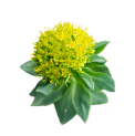 Rhodiola